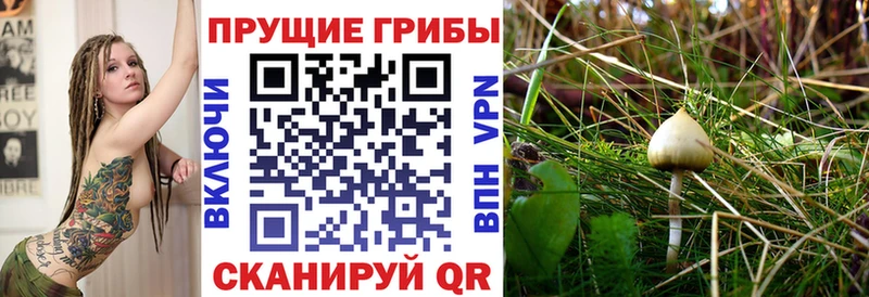 где продают   Сретенск  Псилоцибиновые грибы ЛСД 